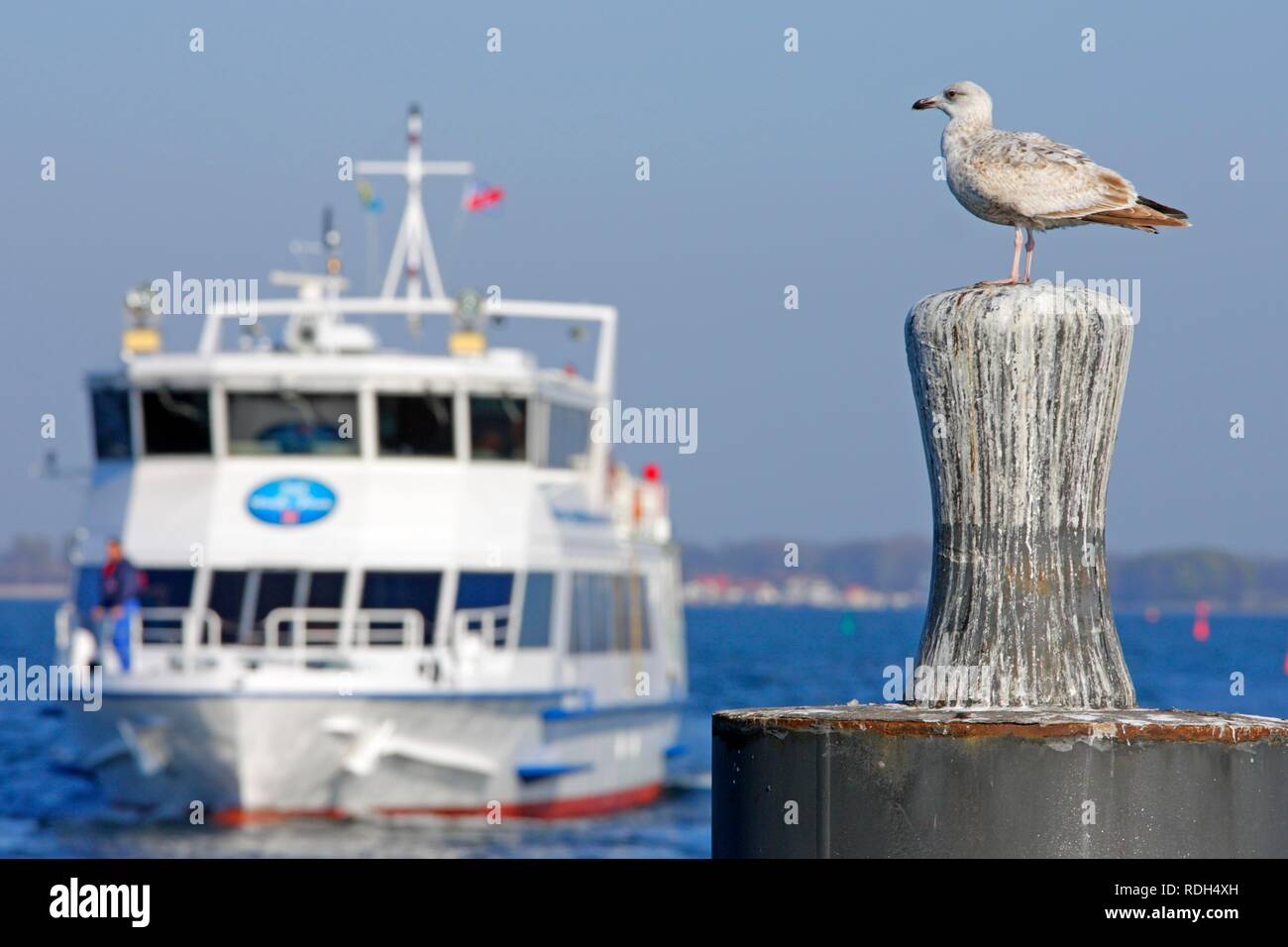 Ferry and seagull at Neuendorf, Hiddensee Island, Mecklenburg-Western Pomerania Stock Photo