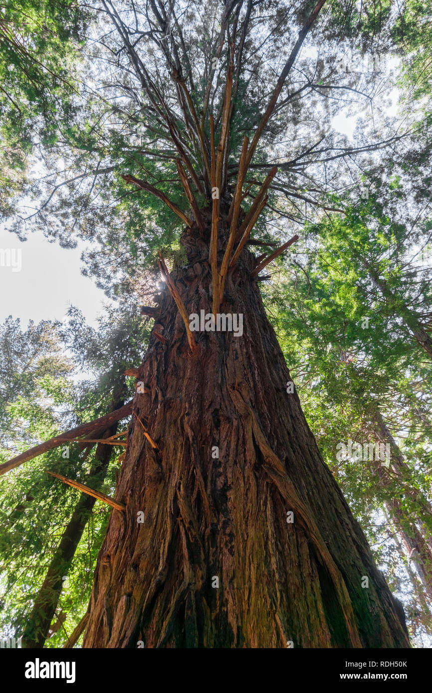 Large old growth Redwood tree (Sequoia sempervirens), California Stock