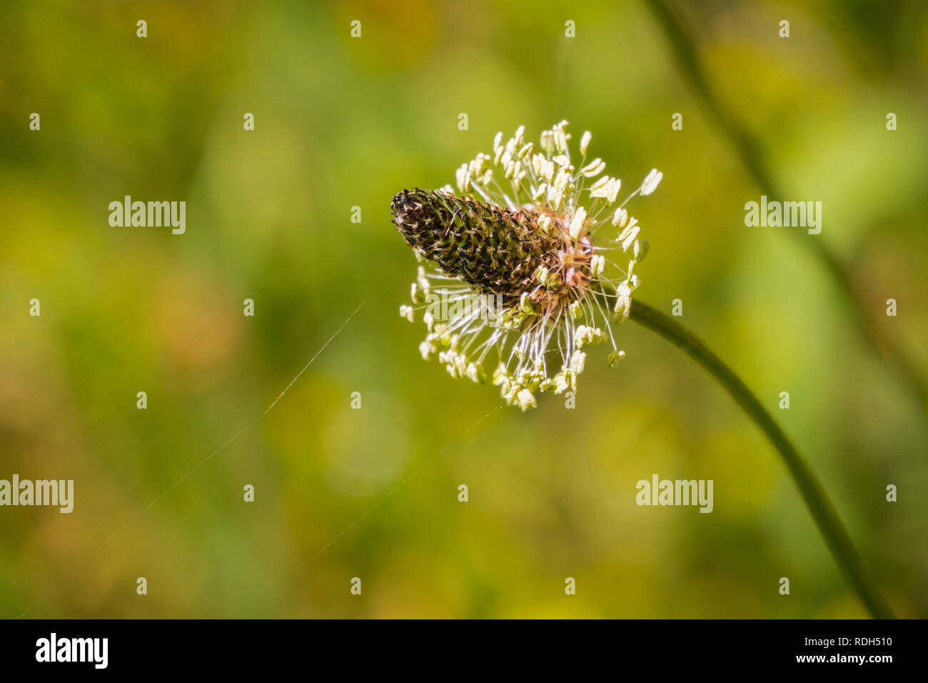 English Plantain (Plantago lanceolata) blooming on a meadow, San Francisco bay area, California Stock Photo