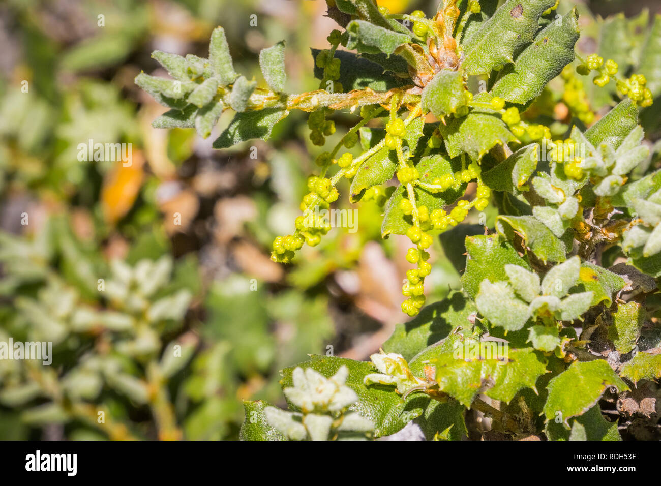 Scrub oak hires stock photography and images Alamy
