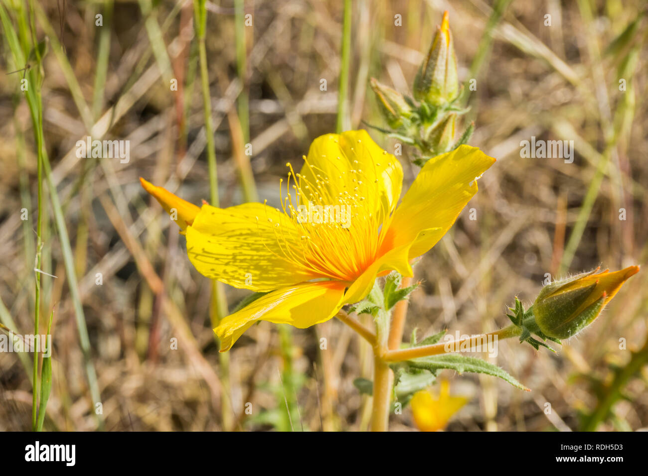 Close up of Lindley's blazing star (Mentzelia lindleyi) wildflower blooming around the summit of Mt Hamilton, San Jose, California Stock Photo