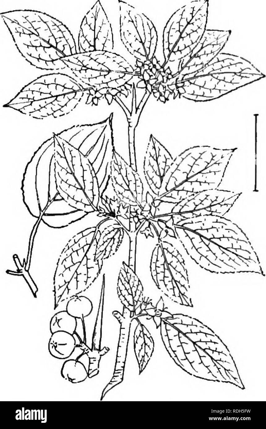 . Ornamental shrubs of the United States (hardy, cultivated). Shrubs. KHAMNUS 93 p. Flowers yellowish or whitish with purple anthers; tall shrub or tree to 25 feet. (H.) H. Leaves large,—3-6 inches long and 1-2J inches broad. Siebold's Euontmus — Euonymus Sieboldi§,nus. H. Leaves smaller, 2-5 inches long and under 1 inch broad. Hamilton's Euontmds — Euonymus Hamilto- ni3,nus. H. Leaves small, 2-4 inches long; fruit abundant and large; seeds white- or pinkish- and orange-coated. Bunge's EnoNTMUs — Euonymus BungeJinus. Rhimnus. The Bdckthoens are large shrubs or small trees some- times cultivate Stock Photo