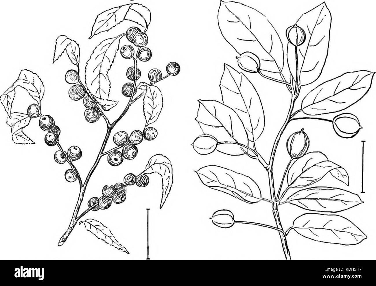 . Ornamental shrubs of the United States (hardy, cultivated). Shrubs. ob DESCRIPTIONS OF THE SHRUBS long, and greener leaves and more abundant flowers and fruit. In this the berries are somewhat pear-shaped and about all the bushes have both stamens and pistils. [Seeds; twig cuttings.]. Fig. 67. —Red Winterberry.. Please note that these images are extracted from scanned page images that may have been digitally enhanced for readability - coloration and appearance of these illustrations may not perfectly resemble the original work.. Apgar, A. C. (Austin Craig), 1838-1908; Draycott, Ada (Apgar).  Stock Photo