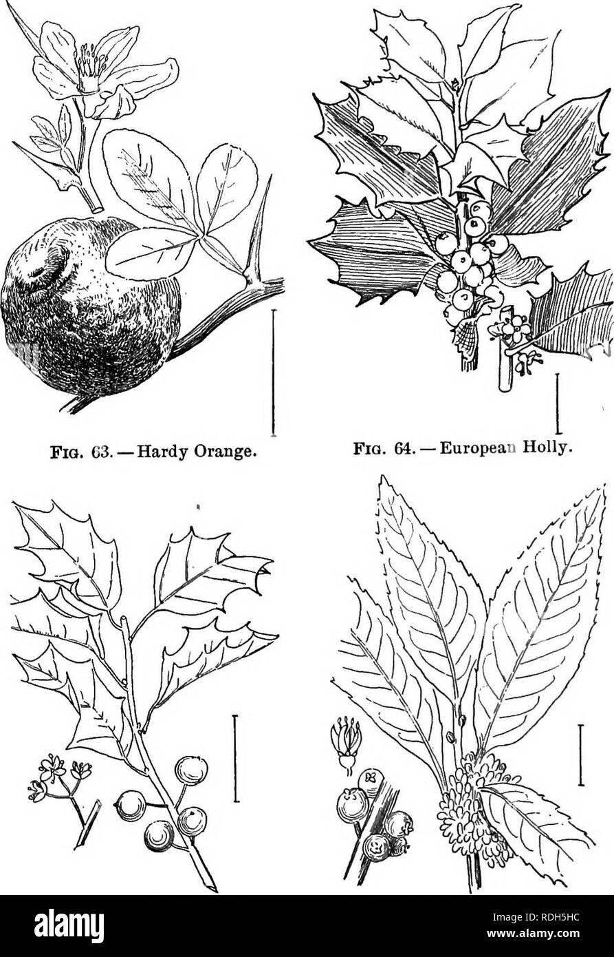 . Ornamental shrubs of the United States (hardy, cultivated). Shrubs. SKIMMIA 85 5 inches long. This species is more or less dioecious and so care must be taken to have a stamen-bearing plant to fertilize the pistils. Chinese Skimmia — Skimmia Forttinei — has larger, 3J to 10 inches. Fig. 65. — American Holly. Fig. 66. — Japan Large-leaved Holly.. Please note that these images are extracted from scanned page images that may have been digitally enhanced for readability - coloration and appearance of these illustrations may not perfectly resemble the original work.. Apgar, A. C. (Austin Craig),  Stock Photo