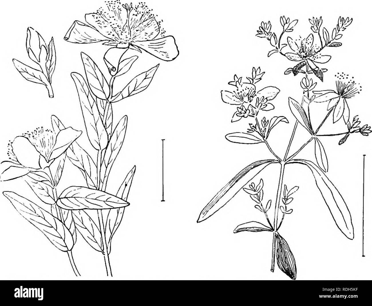 picture Bushy St John's Wort https www alamy com ornamental shrubs of the united states hardy cultivated shrubs 76 descriptions of the shrubs fig 43 great st johns wort fio 44 bushy st johns wort please note that these images are extracted from scanned page images that may have been digitally enhanced for readability coloration and appearance of these illustrations may not perfectly resemble the original work apgar a c austin craig 1838 1908 draycott ada apgar new york cincinnati etc american book company image232102963 html