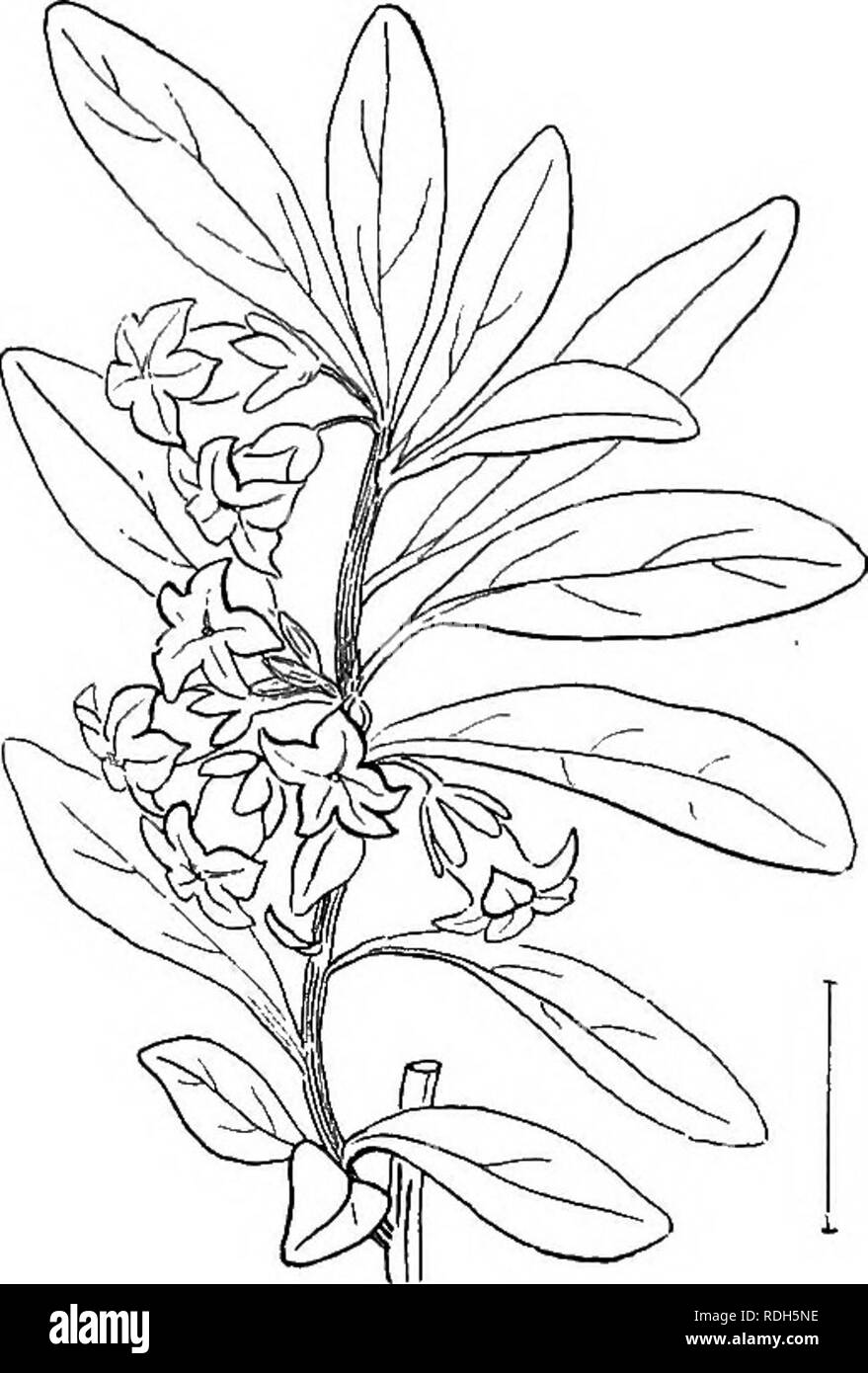 . Ornamental shrubs of the United States (hardy, cultivated). Shrubs. Fig. 25. — Pittosporum.. Fig. 26. — Cape Pittosporum. flowers are insignificant; the seeds are peculiar in that they are con- cave on one side and convex on the other. [Seeds and divisions.] PitWsporum. The Pittospo- RUMS are evergreen trees or shruhs of warm regions. The leaves are alternate but clustered in an ap- ^«'- 27.-Karo Pittosporum. parent whorl at the ends of the branches ; the margins are in most species entire. The regular 5-parted flowers form a cluster above the whorl of. Please note that these images are extr Stock Photo