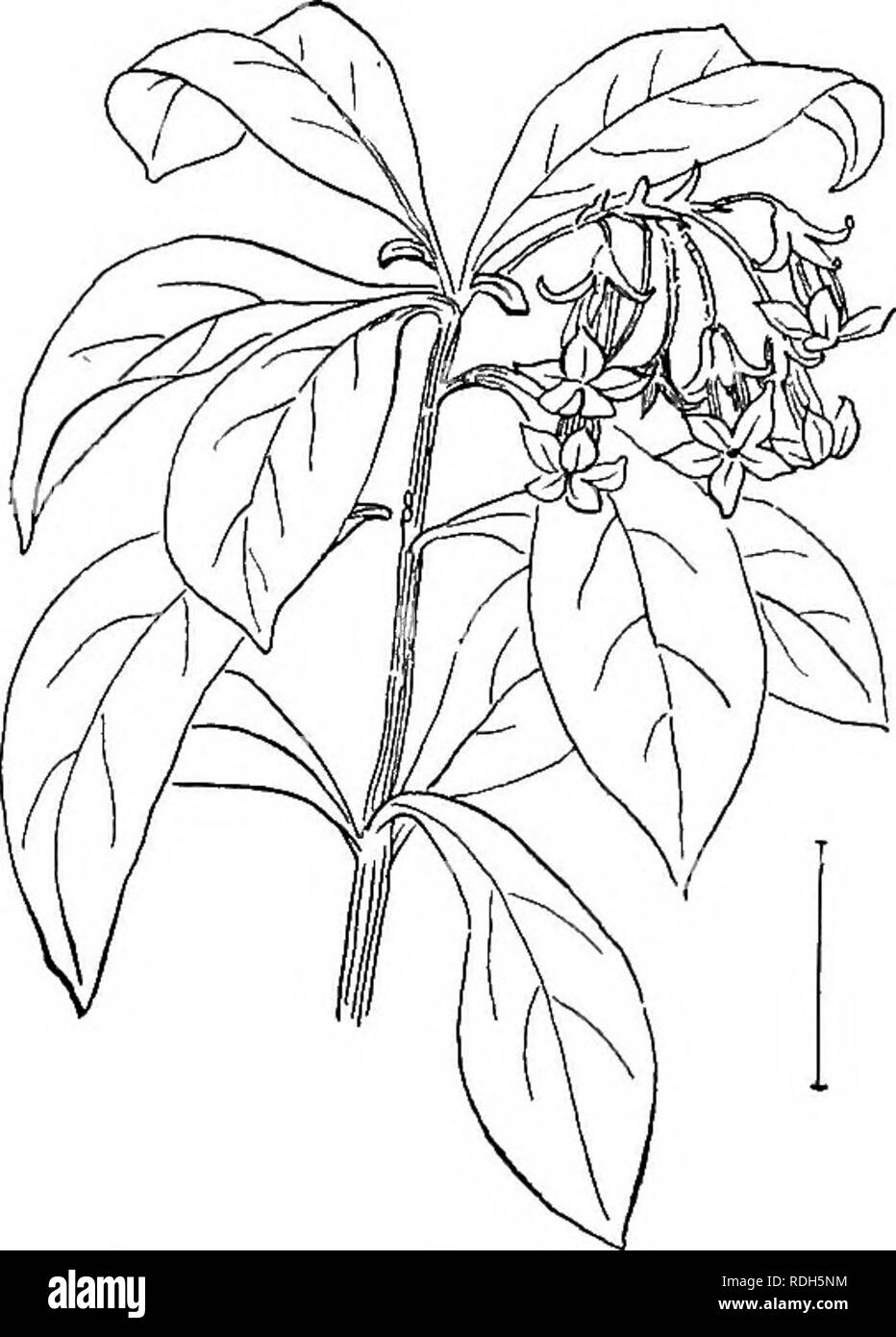 . Ornamental shrubs of the United States (hardy, cultivated). Shrubs. Fig. 24. —Tobira Pittosporum.. Please note that these images are extracted from scanned page images that may have been digitally enhanced for readability - coloration and appearance of these illustrations may not perfectly resemble the original work.. Apgar, A. C. (Austin Craig), 1838-1908; Draycott, Ada (Apgar). New York, Cincinnati [etc] American Book Company Stock Photo