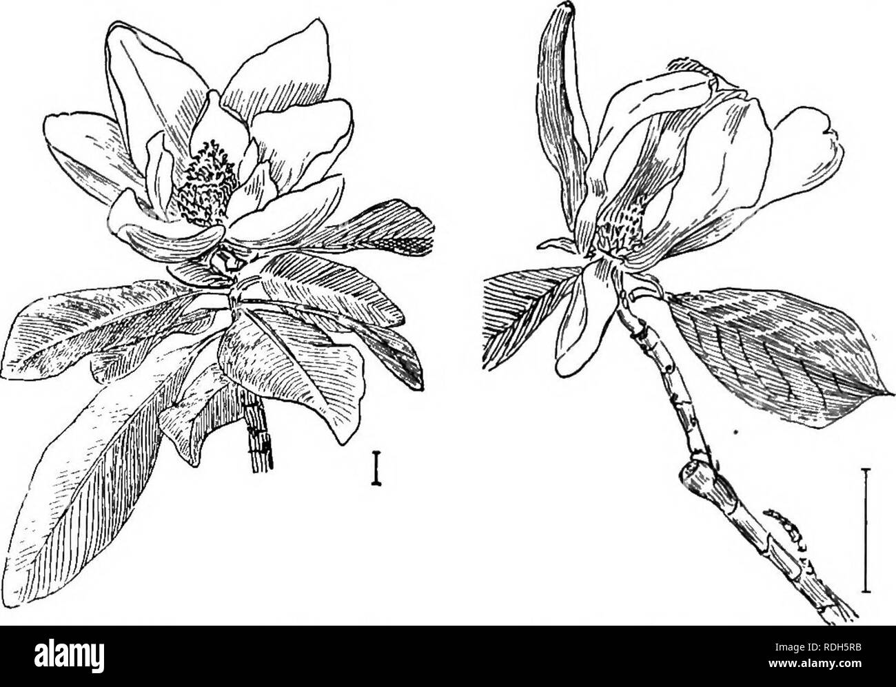 Perennial shrubs Black and White Stock Photos & Images - Alamy