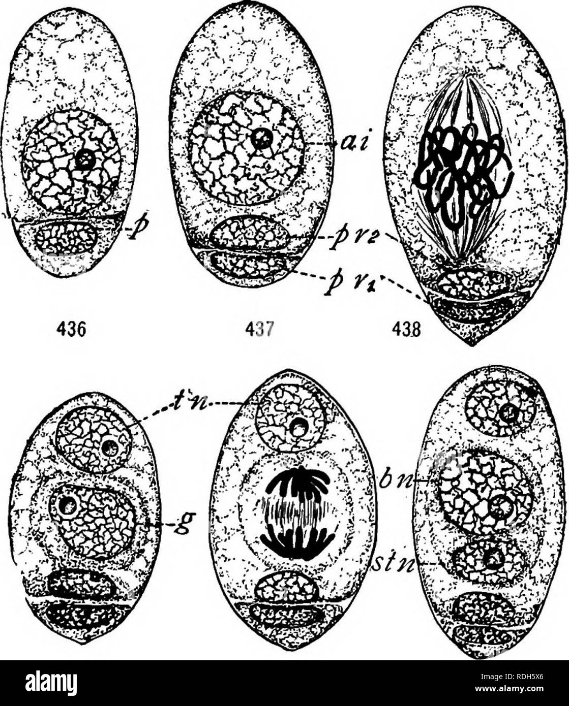 . Morphology of gymnosperms. Gymnosperms; Plant morphology. 39° MORPHOLOGY OF GYMNOSPERMS After reaching the deep pollen chamber, the exine of the spore is sloughed off and the intine with its contents is completely freed. The two prothallial cells soon disappear, and the nucleus of the body cell divides to form two equal male nuclei. The tube nucleus moves around the cavity of the grain and comes to rest against the wall, and soon after the pollen tube is put out from this point of contact. 439 440 44.1&quot; Figs. 436-441.—Ephedra irifurea: germination of the microspore; ^, first prothal- li Stock Photo