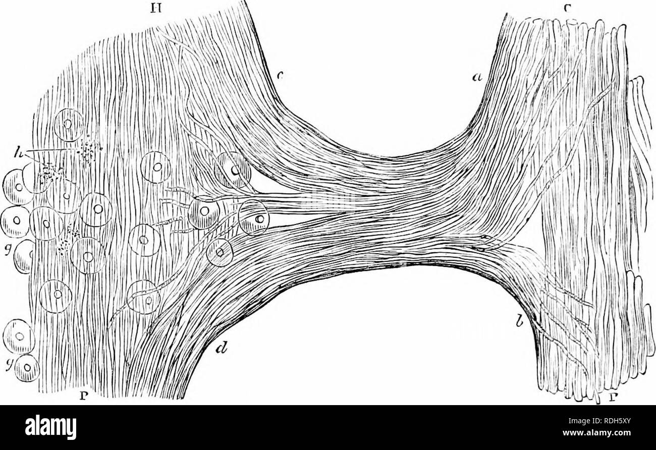 . On the anatomy of vertebrates. Vertebrates; Anatomy, Comparative; 1866. 320 ANATOMY OF VERTEBRATES. branch passing to the myelon ; h, a portion passing to the peri- phery ; c, fibres of the communicating nerve passing in the sympathetic towards the head; d, similar fibres passing towards 212. Coimnuuicatiou ht'twofii tlic syinpafhetic and third spiual none in the Frog- ccxii. the pelvis; g, g, are ganglion-cells ; /«, specks of pigment, which mark the ganglions in the Frog. § 58. Sipnpathetic of Fishes.— This system, as being an off- shoot or subordinate clement of the general myelencephalou Stock Photo
