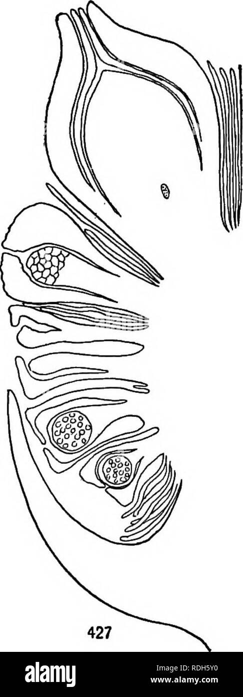 . Morphology of gymnosperms. Gymnosperms; Plant morphology. Figs. 425-427.—Gnetum Gnemon: longitudinal sections, showing bract with cluster of flowers in the axil; fig. 425, ovule in ovulate strobilus with two integuments and perianth; beneath the ovule is a dense tuft of hairs, so compact that they sometimes appear like a tissue; fig. 426, sterile ovule in staminate strobilus, showing only two envelops (inner integument and perianth); the oldest stamens are at the top, and in longitudinal radial section usually show only one sporangium (as in the third stamen from the top); fig. 427, section  Stock Photo