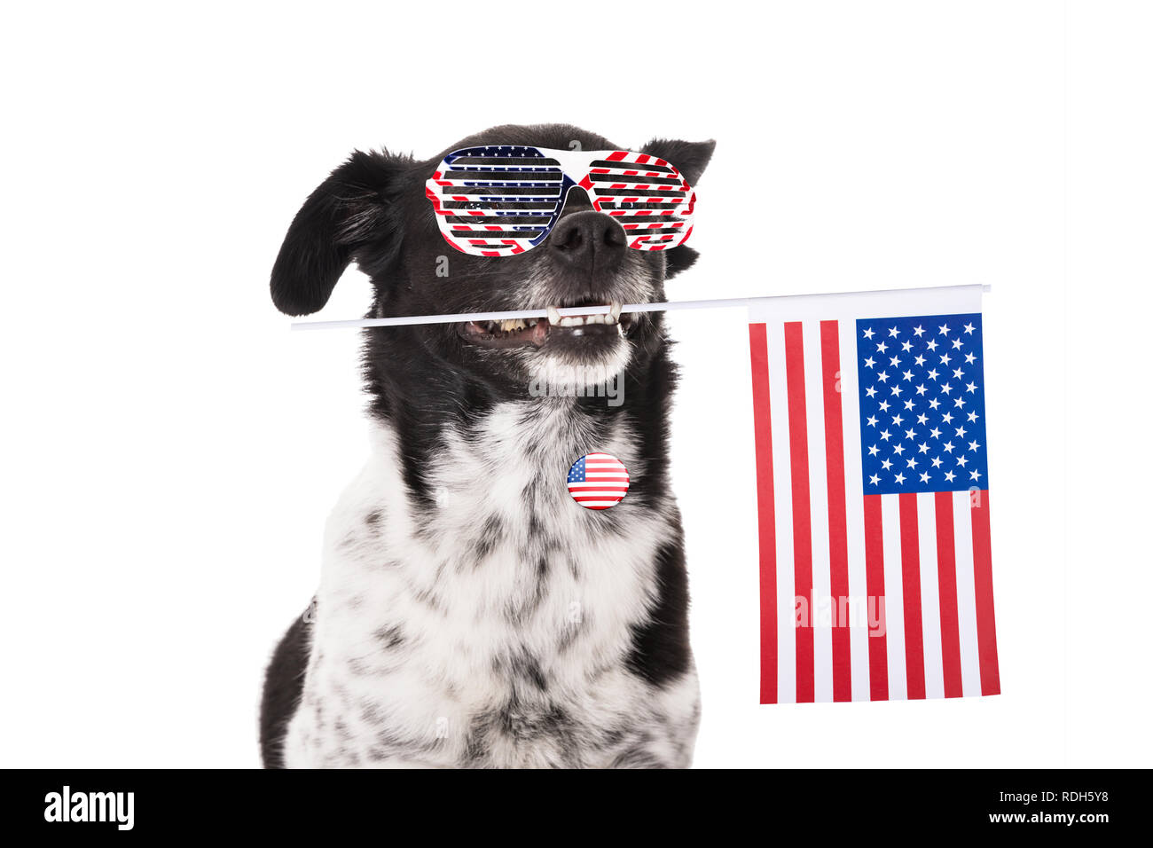 Portrait Of A Dog Holding American Flag In His Mouth Over White Background Stock Photo