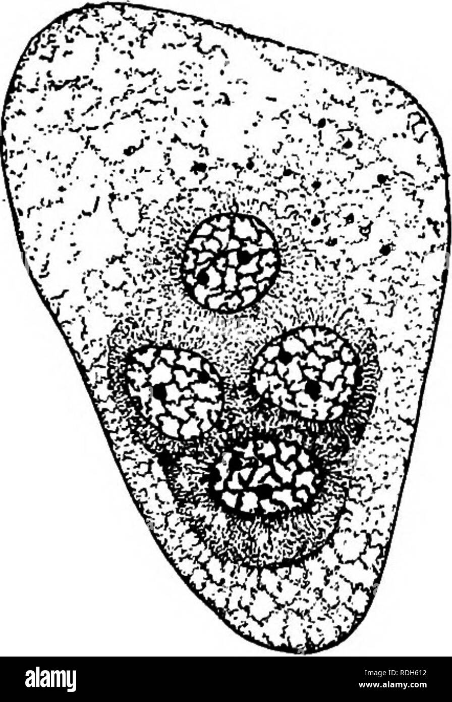 . Morphology of gymnosperms. Gymnosperms; Plant morphology. CONIFERALES (TAXACEAE) 347 until eight or sixteen free nuclei are produced, when wall-formation occurs, the completed proembryo consisting of sixteen or thirty-two cells. These cells form fairly definite tiers above, but become more or less irregularly arranged below. Four regions or tiers may be recognized, at least so far as their functions are concerned: open tier (open above), suspensor tier, embryo-forming region, and region of the &quot;penetrating cap,&quot; which last is a peculiar feature of the genus (figs. 369, 370). In Tax Stock Photo