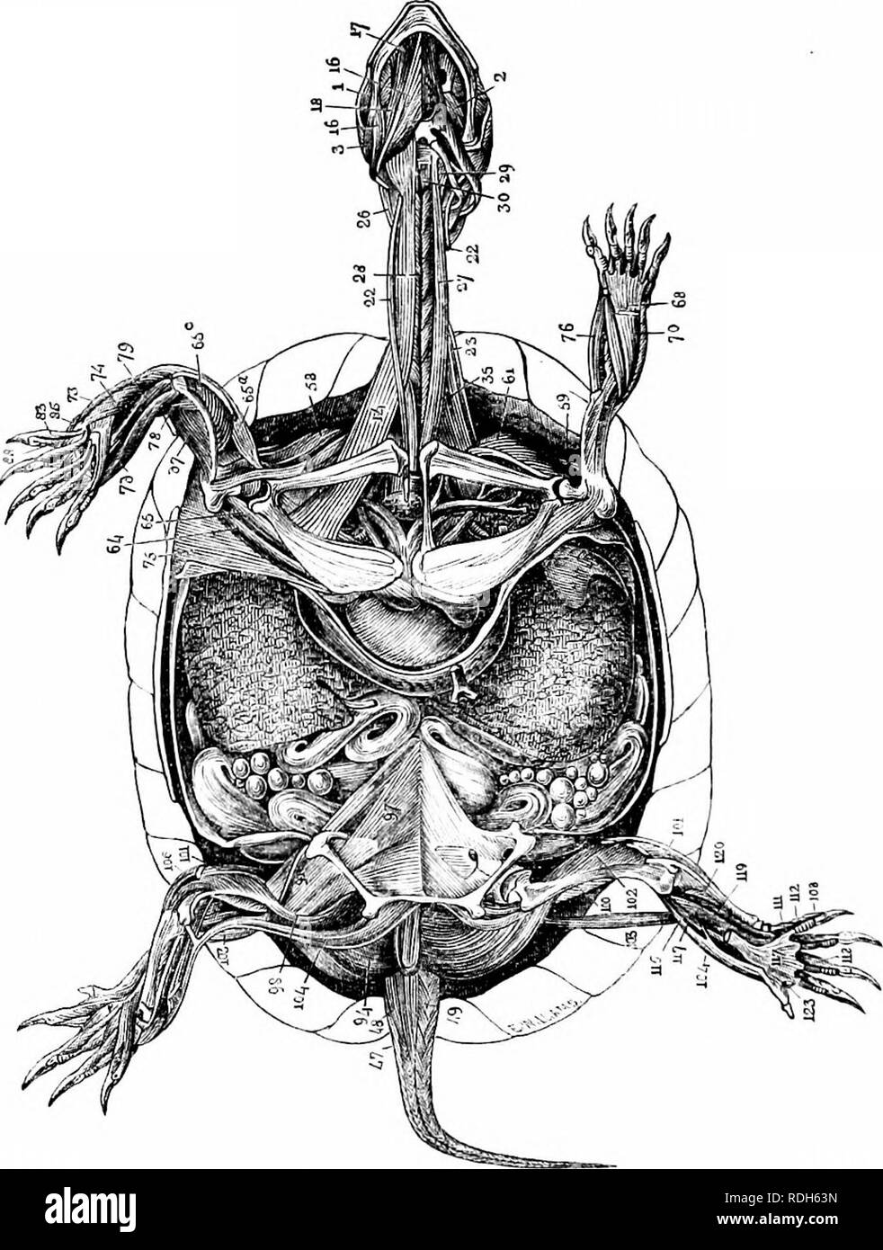 . On the anatomy of vertebrates. Vertebrates; Anatomy, Comparative; 1866. 236 ANATOMY OF VERTEBRATES. tubcB, fi&quot;&quot;S. 148, 149, 4, arises from the mastoid, and is inserted into the postero-inferior angle of the tympanic and into the begin- ning of the eustachian tube. The following are muscles of the hyoidean arch and appen- dages. The mylohyoideus, fig. 153, 13, extends transversely between the mandibular rami, and is attached to the hyoid by its median 152. raphe. The iniio/ii/Didnis, llgs. 150, 152, 14, arises from the coracoid, and is inserted into tlie basi-, cerato-, and thyro-hy Stock Photo