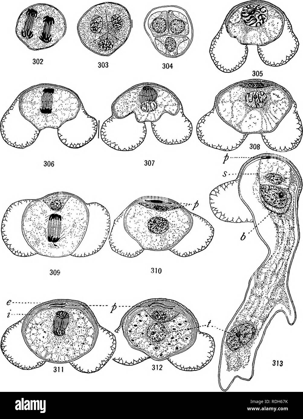 . Morphology of gymnosperms. Gymnosperms; Plant morphology. CONIFERALES (PINACEAE) 273 of the first in details, and the two lenticular cells disorganize rapidly (fig. 310), become flattened against the spore wall, and very soon. Figs. 302-313.—Pinus Laricio: a series from the formation of tetrads to the development of the pollen tube; ^, prothallial cells; ^, stalk cell; b, body cell; &lt;, tube nucleus; figs. 302, 303, May 3; fig. 304, May 10; figs. 305-308, May 20; figs. 309-311, May 25; fig. 312, June 15; fig. 313, May i, nearly a year after the stage shown in fig. 312; the exine (c) is sha Stock Photo