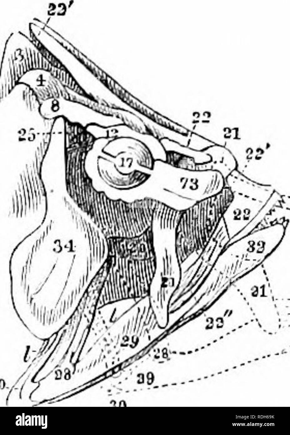 . On the anatomy of vertebrates. Vertebrates; Anatomy, Comparative; 1866. ANATOMY OF VERTEBRATES. 119 and immovably articulated with tlie prenasal and maxillary bones, in both the Sword-fish and the Garpike. The premaxillaries are commonly more extended in the transverse than in the vertical direction; but there are many examples in Fishes where their de- velopement is equal in both directions. The vertical extension, which forms the nasal branch of the premaxillary, is of unusual length in the fishes with protractile snouts, as, for example, in the Picarels {Blenidce), the Dories (Zeus), and  Stock Photo
