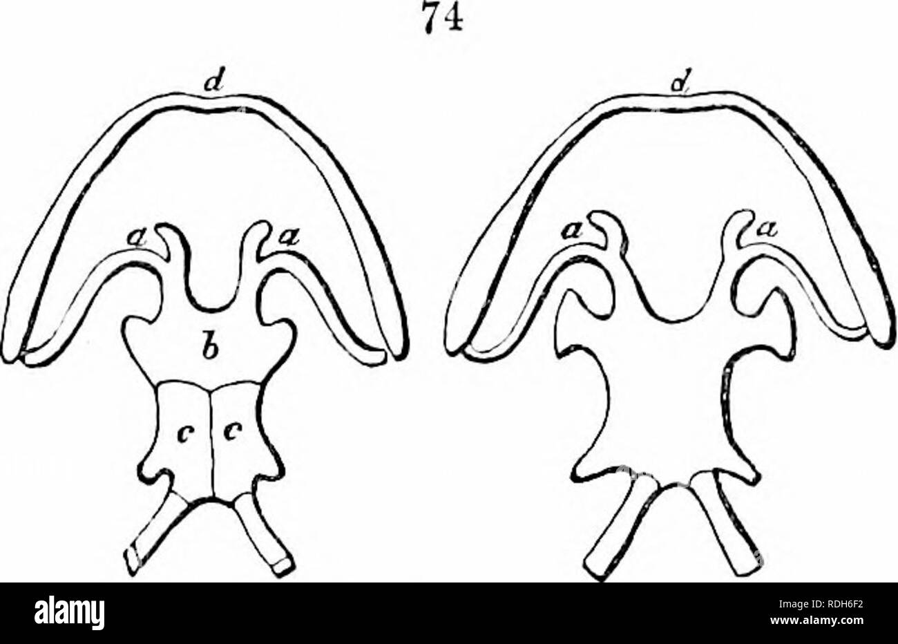 . On the anatomy of vertebrates. Vertebrates; Anatomy, Comparative; 1866. Hyubrancbial frame, Uana puradoxa. cxxxjx. ANATOMY OF VERTEBRATES. 91 The scapular arch, fig. 42, so, 51, retrogrades, like the hyoid, from its primitive position in the larva. Cuvier, at the conclusion of his description of the batrachian skull, remarks, ' This skull does not accord with the theory of the three, four, or seven vertebrae, or even of one (cranial) vertebra, any more tban it does with that of the identity in the number of bones' (in different animals).' At the same time he de- termines the special homo- lo Stock Photo
