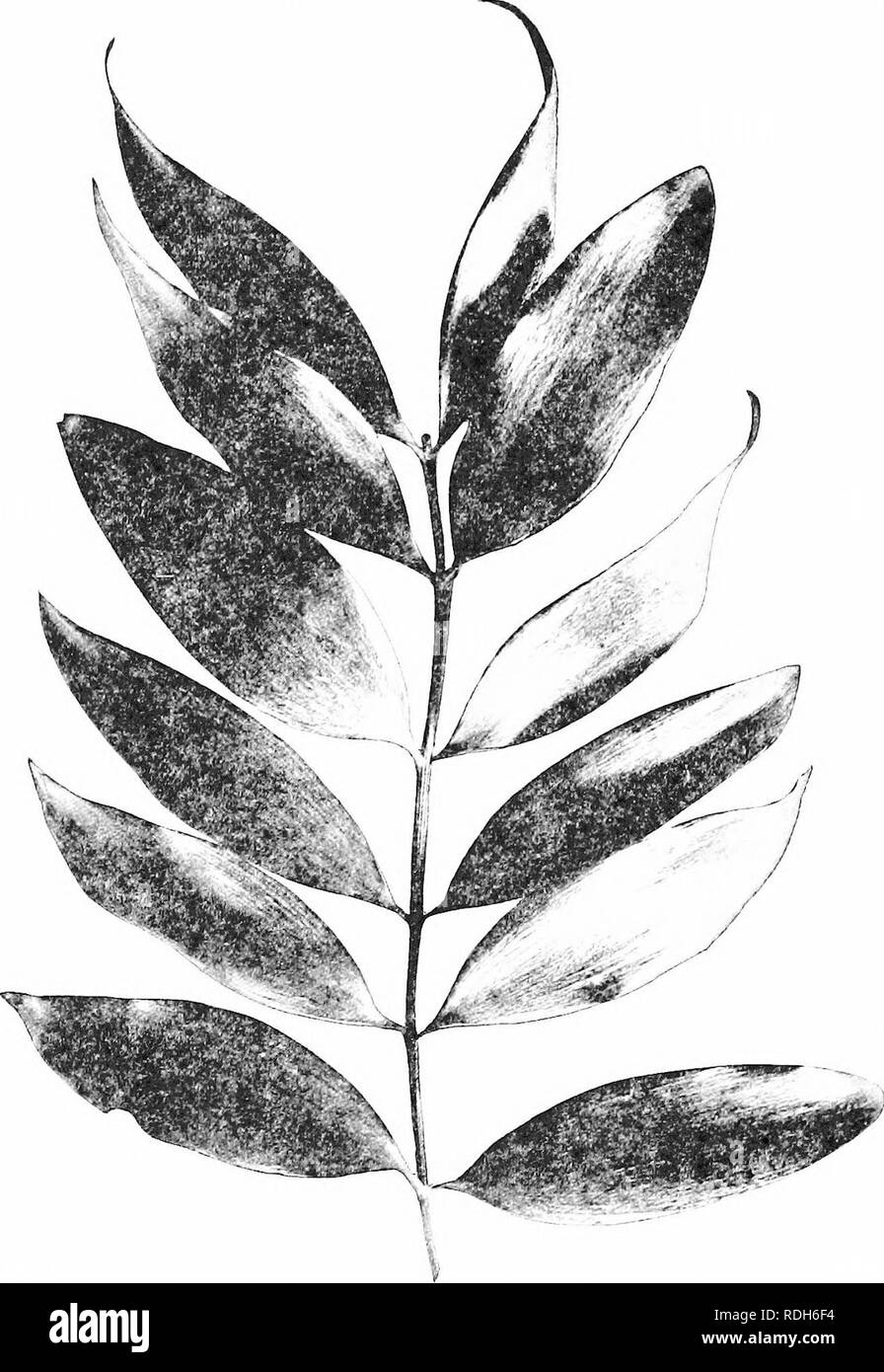 . Morphology of gymnosperms. Gymnosperms; Plant morphology. 236 MORPHOLOGY OF GYMNOSPERMS ting them to increase in size at base with the increase in the diameter of the axis. So far as recorded, the only deciduous forms are Larix, Taxodium, and Glyptosirobus.. Fig. 258.—Agathis loranthifolia: a shoot one-half natural size.—Photographed from material furnished by Missouri Botanical Garden.. Please note that these images are extracted from scanned page images that may have been digitally enhanced for readability - coloration and appearance of these illustrations may not perfectly resemble the or Stock Photo