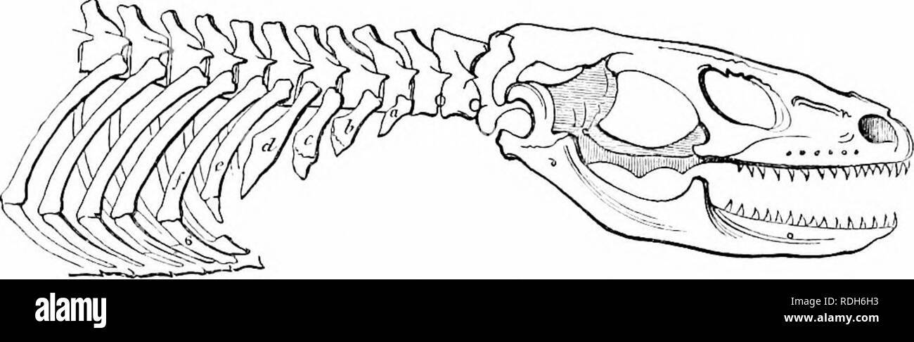 . On the anatomy of vertebrates. Vertebrates; Anatomy, Comparative ...