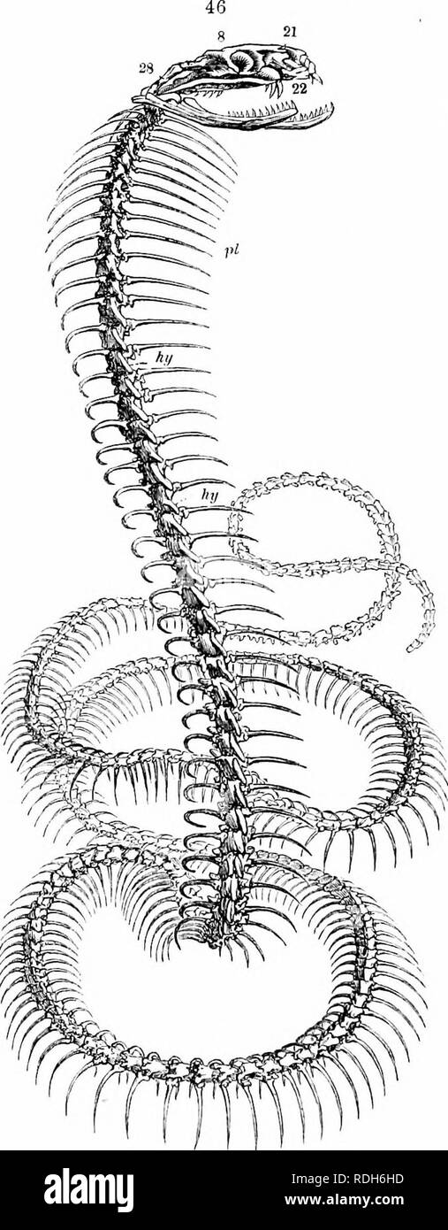 . On the anatomy of vertebrates. Vertebrates; Anatomy, Comparative ...