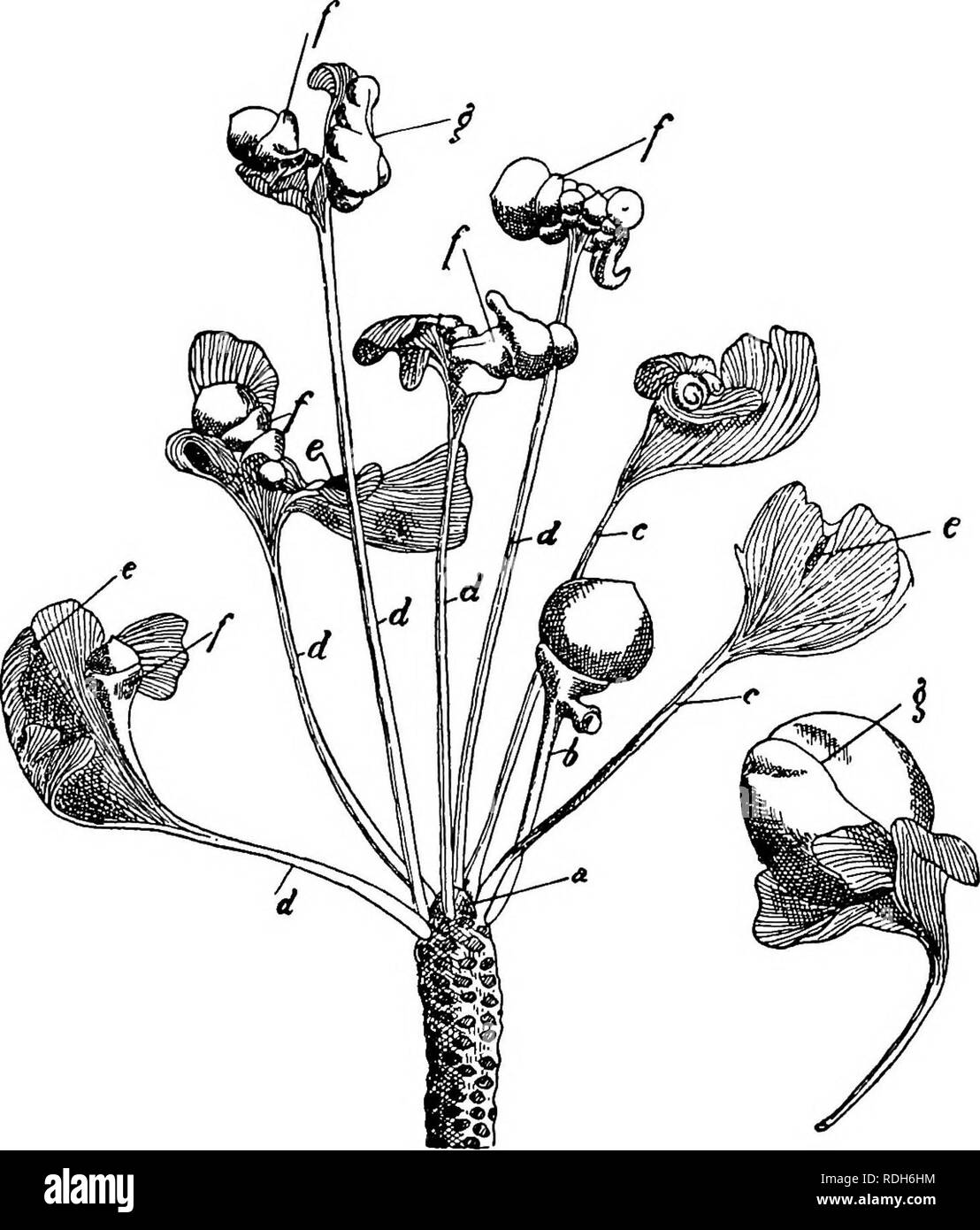 . Morphology of gymnosperms. Gymnosperms; Plant morphology. igS