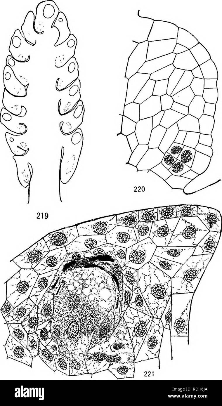 . Morphology of gymnosperms. Gymnosperms; Plant morphology. GINKGO ALES 193 Cycadofilicales. The known stamens of Cordaitales are different (p. 172), but it cannot be supposed that the stamens of so great a group were uniform in type. In fact, in Antholithus Zeilleri, which is re- garded as the stami- nate strobilus of Bai- era (a mesozoic mem- ber of Ginkgoales), the sporangium-bearing structures are dichoto- mously divided, dorsi- ventral organs, the ultimate divisions of which bore eight sporangia (49). This structure seems to be widely different from the stamen of Ginkgo, so much so as to  Stock Photo