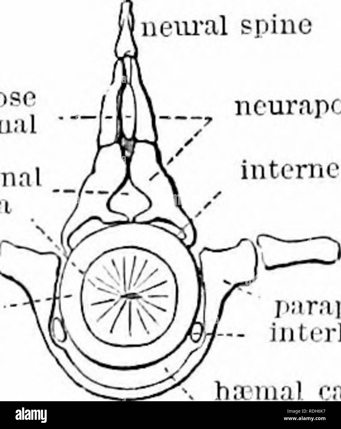 . On the anatomy of vertebrates. Vertebrates; Anatomy, Comparative; 1866. fibro-aiiliroso CMual neural canal gclatlniius chorda c=a( inner l-iyei&quot; I'f niiruUH capsule as hyaline cartilage. ncurapopnysis internenral cartilage plcurapopliysis j&gt;arainipliysis iiiterliLeraal cartiiag hanial canal Abjonlina! vertebra, Sturgemi Fore part ef skeleton. Lamprey trdwmiizon) and neural spines. The part of the neurapophysis Ijounding the true neural canal is usually distinct from that l^ounding the fat- filled fissure aljove. The parapophyses are united by a con- tinuous phvtc of cartilage forming Stock Photo