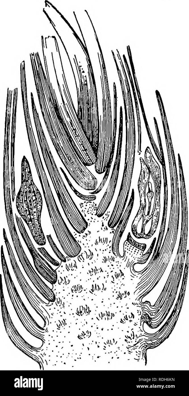 . Morphology of gymnosperms. Gymnosperms; Plant morphology. CORDAITALES 175 described by Oliver (14), and probably represent a more primitive condition of the ovule than that of the Lagenosioma type. As stated under Cycadofilicales, both types probably occurred in both Cycado- filicales and Cordaitales; but as yet only the Lagenostoma type is known to belong to the former group, and only the Stephano- spermum type has been asso- ciated with the latter group. In Cordaianihus Grand 'Euryi (fig. 209) the bractlets borne by the short ovuliferous shoot are much larger, and a very prominent and resi Stock Photo