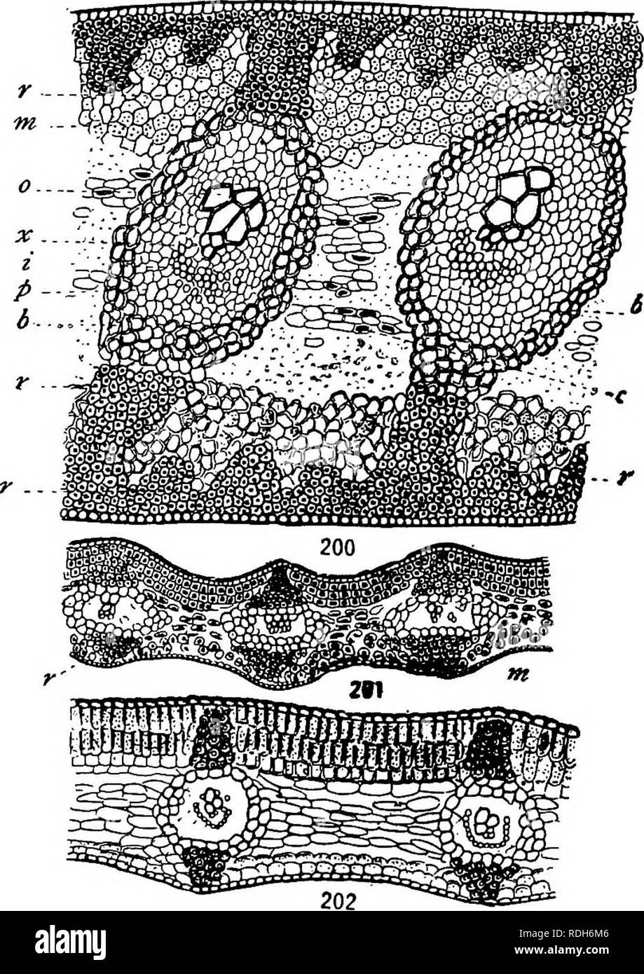 Spongy mesophyll cells hires stock photography and images Alamy