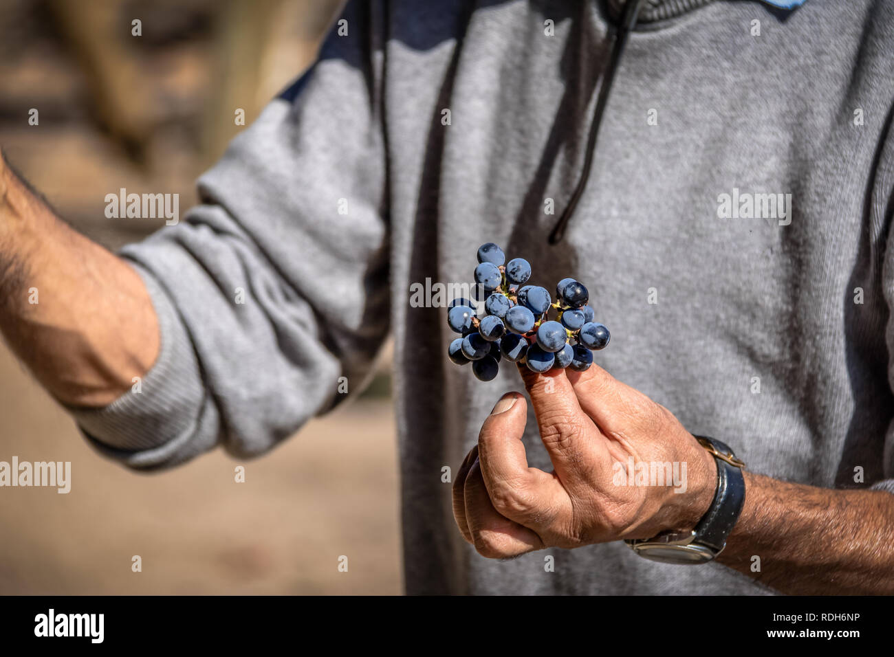 Grapes in a Chilean Vineyard Santiago, Chile Stock Photo Alamy