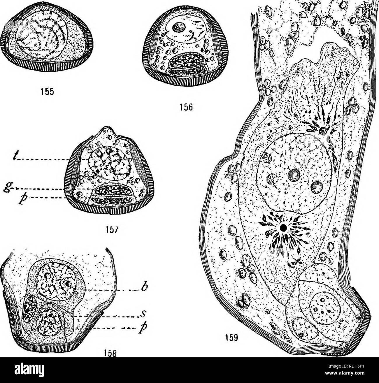 . Morphology of gymnosperms. Gymnosperms; Plant morphology. CYCADALES 141 It is generally accepted that the cycads are wind-pollinated. Pearson (47), however, observed insects dusted with the pollen of Encephalartos villosus, and believes it is probable that they effect. Figs. 155-159.—Dioon edule'; the germination of the microspore; fig. 155, the nucleus in early prophase o£ the first mitosis, exine and inline sharply differentiated (August 14, 1905); fig. 156, the shedding stage (September 1906); fig. 157,'beginning of the pollen tube; /, tube nucleus; g, generative cell; p, prothallial cell Stock Photo