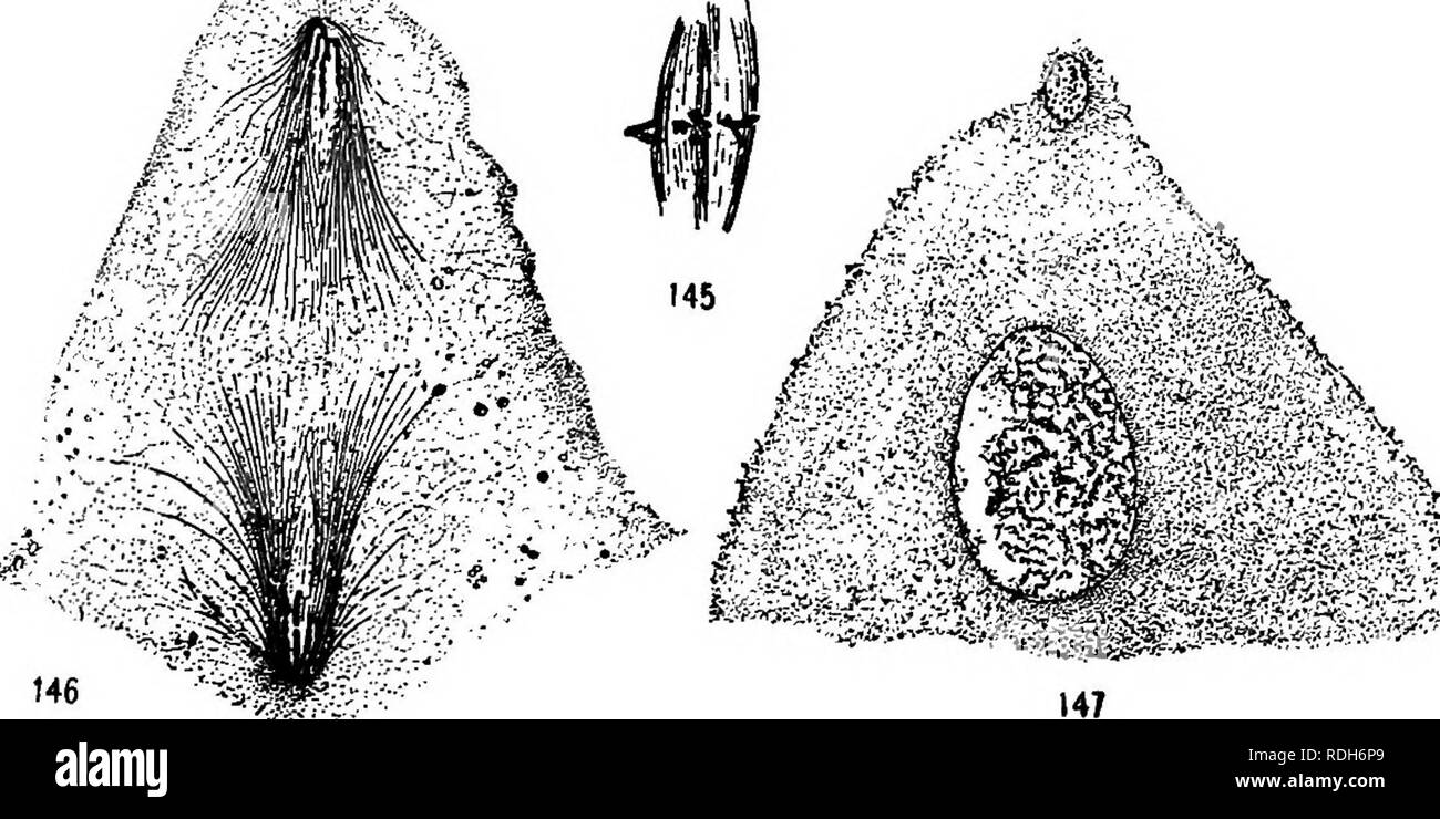 . Morphology of gymnosperms. Gymnosperms; Plant morphology. 136 MORPHOLOGY OF GYMNOSPERMS A ventral canal cell in cycads was first described by Strasbukger (7) in 1876 for Cycas sphaerica, and the next year Warming (8) described one in Ceratozamia rohusta, but soon concluded that he had been mistaken. Treub (13) in 1884 failed to find any ventral canal cell in Cycas circinalis, and from that time it was generally believed that the cycads have no ventral canal cell. In 1898, however, Ikeno (27) made an unmistakable demonstration of the critical. Figs. 145-147.âThe ventral nucleus in cycads: fig Stock Photo