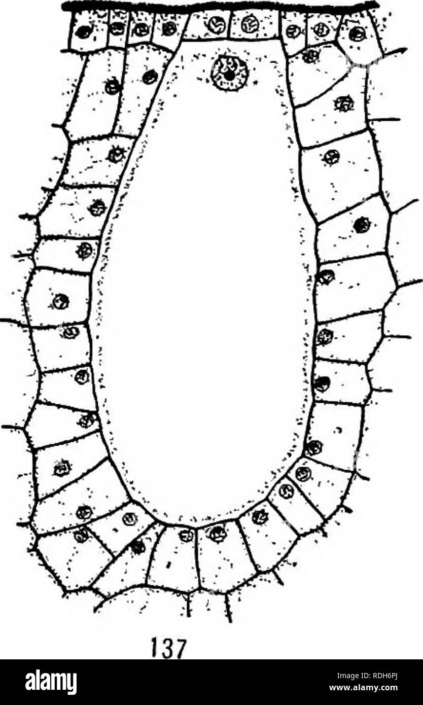 . Morphology of gymnosperms. Gymnosperms; Plant morphology. 136. Please note that these images are extracted from scanned page images that may have been digitally enhanced for readability - coloration and appearance of these illustrations may not perfectly resemble the original work.. Coulter, John Merle, 1851-1928; Chamberlain, Charles Joseph, b. 1863; Coulter, John Merle, 1851-1928. Morphology of spermatophytes. Part I. Gymnosperms. Chicago, University of Chicago Press Stock Photo