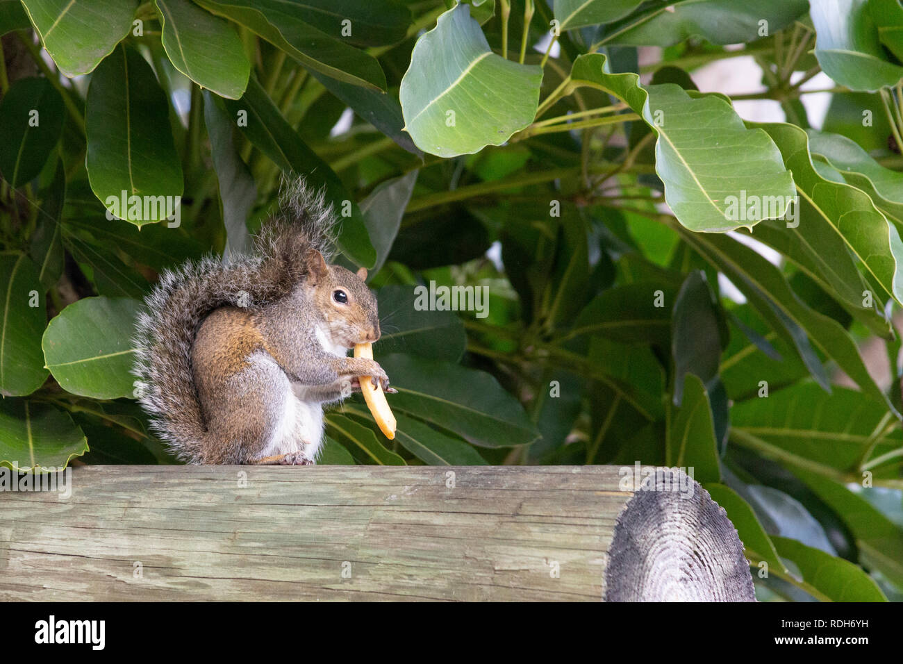 A squirrel stands on a poll calmly eating a fry. Tail wrapped up eyes focused forward with semi-profile facing enjoying a found french fries. Stock Photo