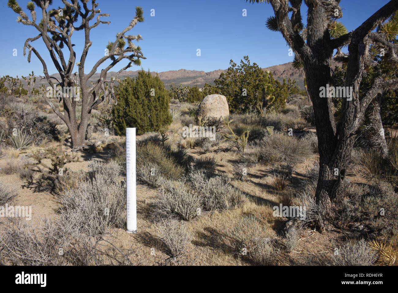 Mojave National Reserve, Mojave Desert, California Stock Photo