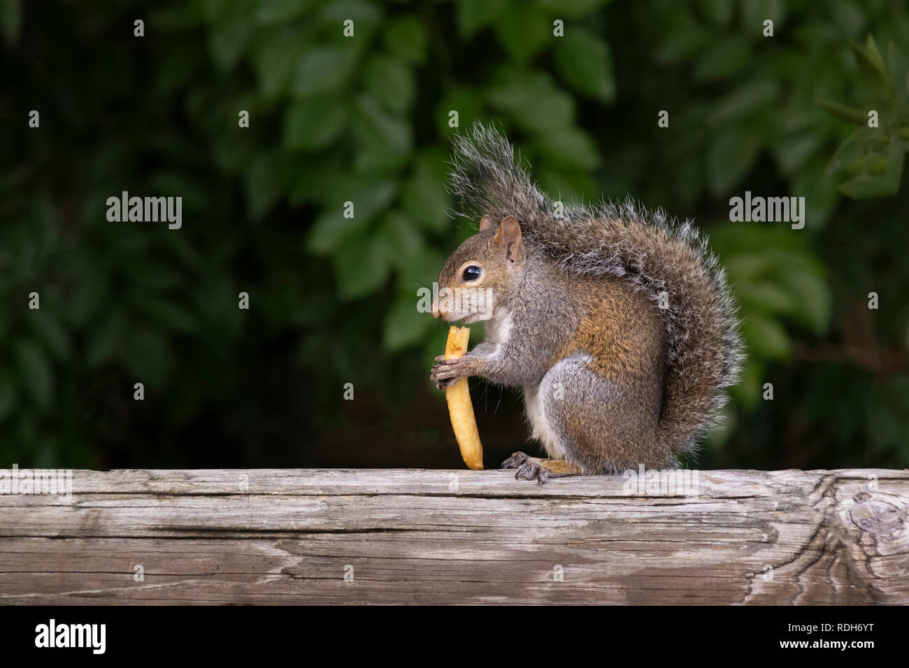 A squirrel stands on a deck rail calmly eating a fry. Tail wrapped up eyes focused forward with profile facing enjoying a found french fries. Stock Photo