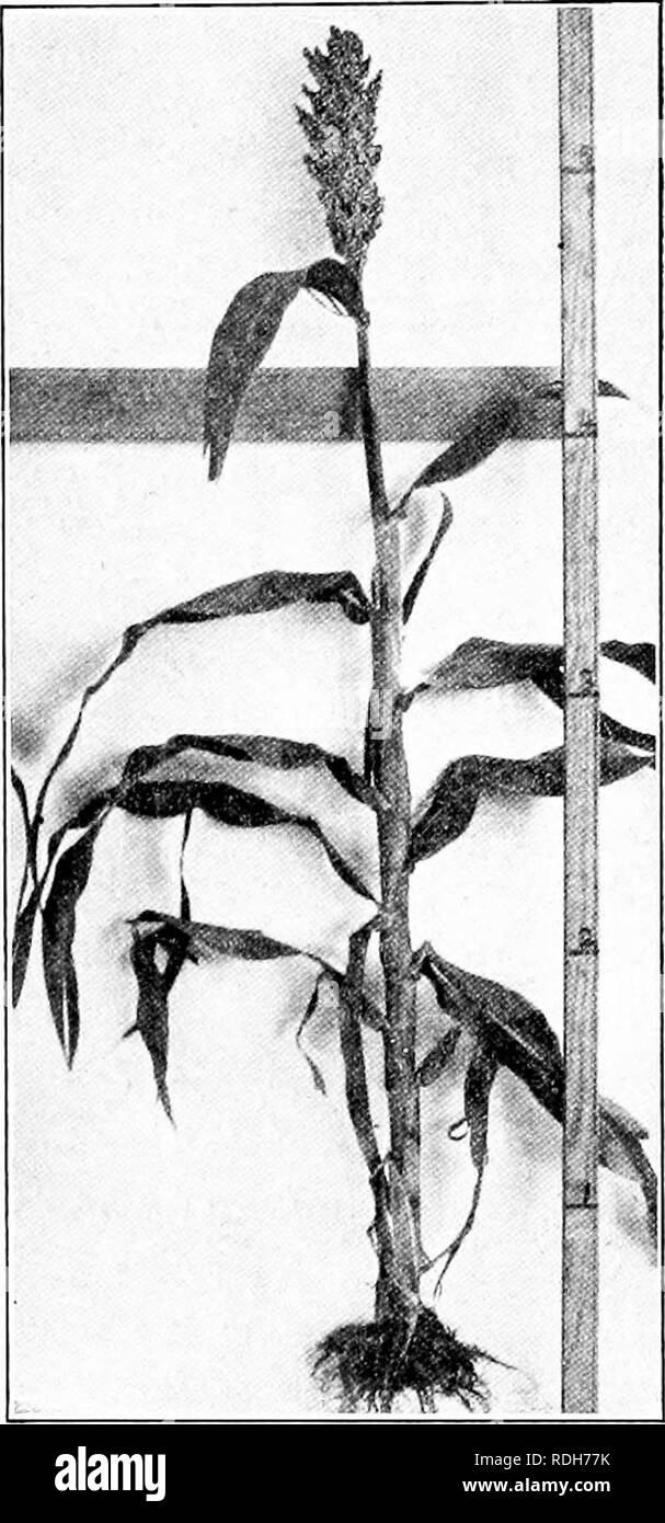 . The corn crops: a discussion of maize, kafirs, and sorghums as grown in the United States and Canada. Corn; Kafir corn; Sorghum. 310 CORN CROPS be a later introduction, having attracted attention about 1896. It had all the good qualities of Red Kafir, and in addition the seed was not astringent. This variety probably furnishes nine- tenths of the kafir crop to-day, and Red Kafir the other tenth. 238. Durra.—The char- acteristics of this group are that the heads are mostly &quot; goosenecked &quot; and the seeds are large and flat. The extensive cultiu'e of non-saccharine sorghums in this cou Stock Photo