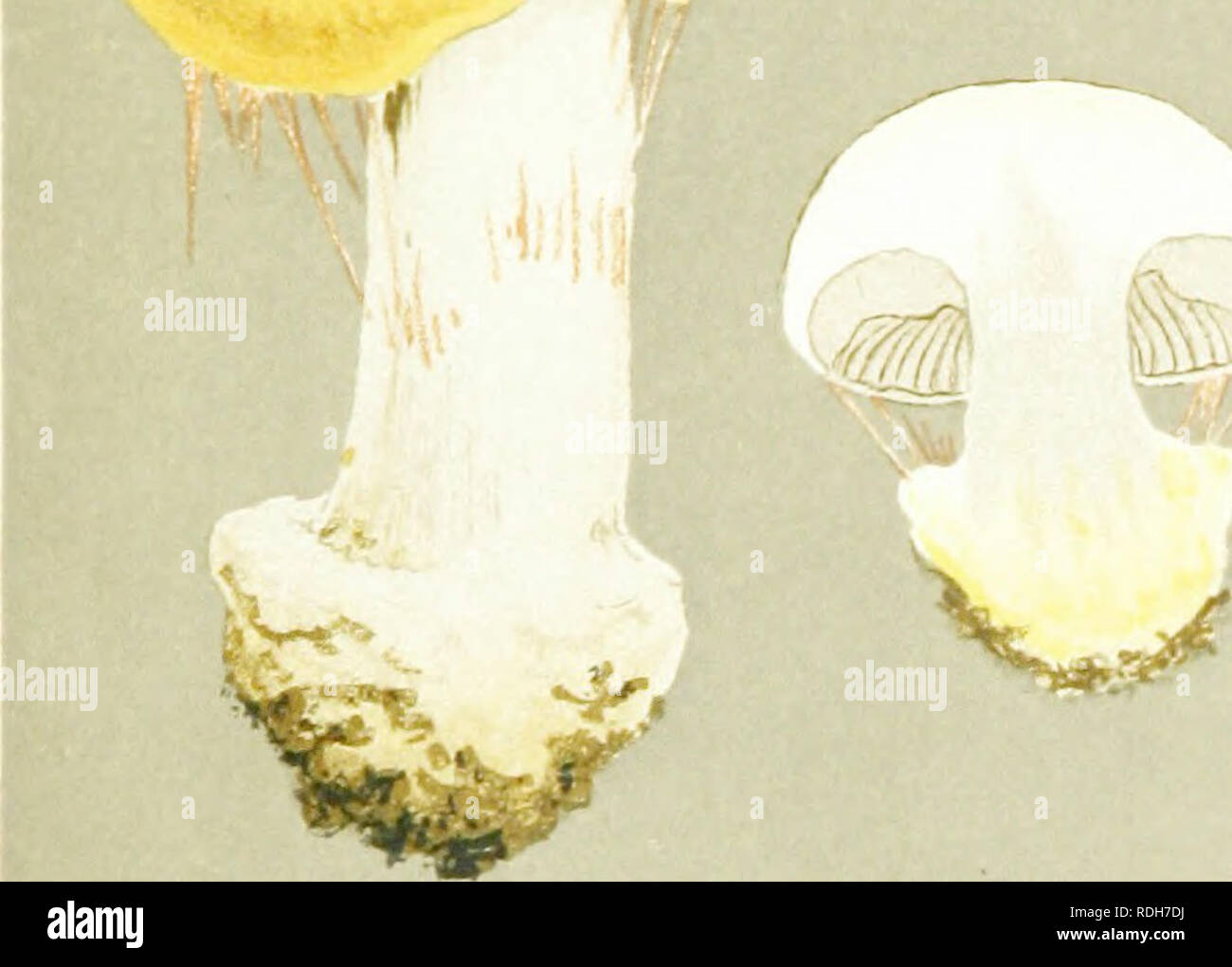 . Illustrations of British Fungi (Hymenomycetes) to serve as an atlas to the &quot;Handbook of British fungi&quot;. Fungi; Botany. r. ^ ; M.C.C. CORTINARIUS (PHLBaMAOIUM) QLAUCOPUS. Fries, under trees. Qneen't Cottage, Kem.. Please note that these images are extracted from scanned page images that may have been digitally enhanced for readability - coloration and appearance of these illustrations may not perfectly resemble the original work.. Cooke, M. C. (Mordecai Cubitt), b. 1825; Cooke, M. C. (Mordecai Cubitt), b. 1825. Handbook of British fungi. London, Williams and Norgate Stock Photo