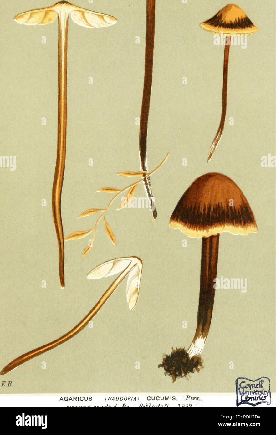 . Illustrations of British Fungi (Hymenomycetes) to serve as an atlas to the &quot;Handbook of British fungi&quot;. Fungi; Botany. R.B.B. AQARICUS (/VAUCOniAl CUCUMIS. PerS. amongst s&lt;w}dust, Sfo. Sibhertoft. 18H3. Please note that these images are extracted from scanned page images that may have been digitally enhanced for readability - coloration and appearance of these illustrations may not perfectly resemble the original work.. Cooke, M. C. (Mordecai Cubitt), b. 1825; Cooke, M. C. (Mordecai Cubitt), b. 1825. Handbook of British fungi. London, Williams and Norgate Stock Photo