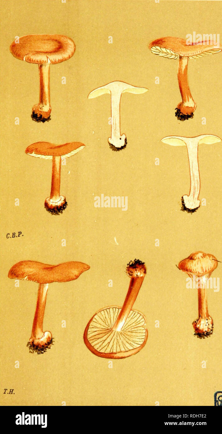 . Illustrations of British Fungi (Hymenomycetes) to serve as an atlas to the &quot;Handbook of British fungi&quot;. Fungi; Botany. &quot;joy PL. 762,. CORTINARIUS (PHLEBMACWM) ALLUTUS. Fries, in fir woods. Gmldfori. Oct. 1883.. Please note that these images are extracted from scanned page images that may have been digitally enhanced for readability - coloration and appearance of these illustrations may not perfectly resemble the original work.. Cooke, M. C. (Mordecai Cubitt), b. 1825; Cooke, M. C. (Mordecai Cubitt), b. 1825. Handbook of British fungi. London, Williams and Norgate Stock Photo