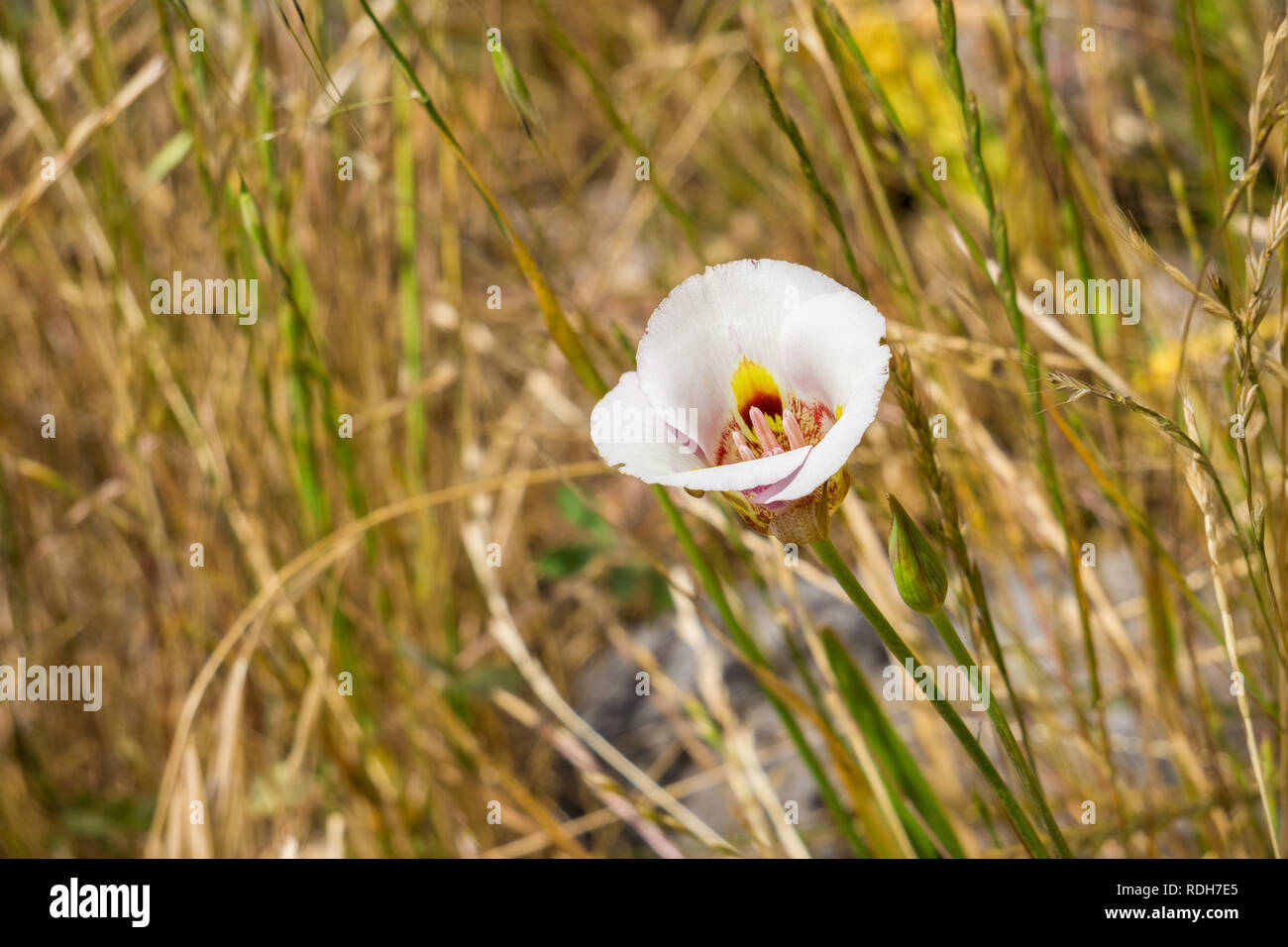 Leichtlin's Mariposa Lilly blooming in tall grass, California Stock Photo