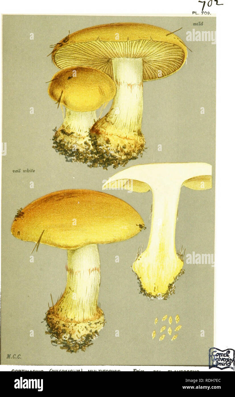 . Illustrations of British Fungi (Hymenomycetes) to serve as an atlas to the &quot;Handbook of British fungi&quot;. Fungi; Botany. CORTINARIUS (PHUQUAOtUM) MULTIFORMIS. Fnea. var. FLAVESCENS, wider heech trees. Highieaush, Epping Foreit. Oct., 1884.. Please note that these images are extracted from scanned page images that may have been digitally enhanced for readability - coloration and appearance of these illustrations may not perfectly resemble the original work.. Cooke, M. C. (Mordecai Cubitt), b. 1825; Cooke, M. C. (Mordecai Cubitt), b. 1825. Handbook of British fungi. London, Williams an Stock Photo