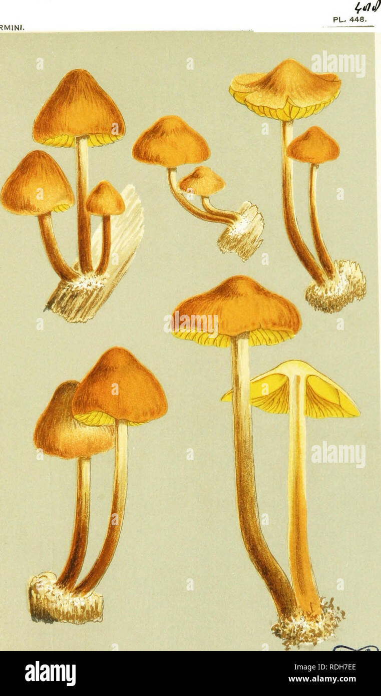 . Illustrations of British Fungi (Hymenomycetes) to serve as an atlas to the &quot;Handbook of British fungi&quot;. Fungi; Botany. DERMINI.. M.C.C. AGARICUS (FLAW/HULA) PICREUS. Fries, on fir ttumpt. Ascot, 1882.. Please note that these images are extracted from scanned page images that may have been digitally enhanced for readability - coloration and appearance of these illustrations may not perfectly resemble the original work.. Cooke, M. C. (Mordecai Cubitt), b. 1825; Cooke, M. C. (Mordecai Cubitt), b. 1825. Handbook of British fungi. London, Williams and Norgate Stock Photo