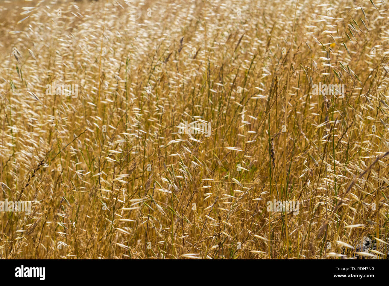 Dense grasslands hires stock photography and images Alamy