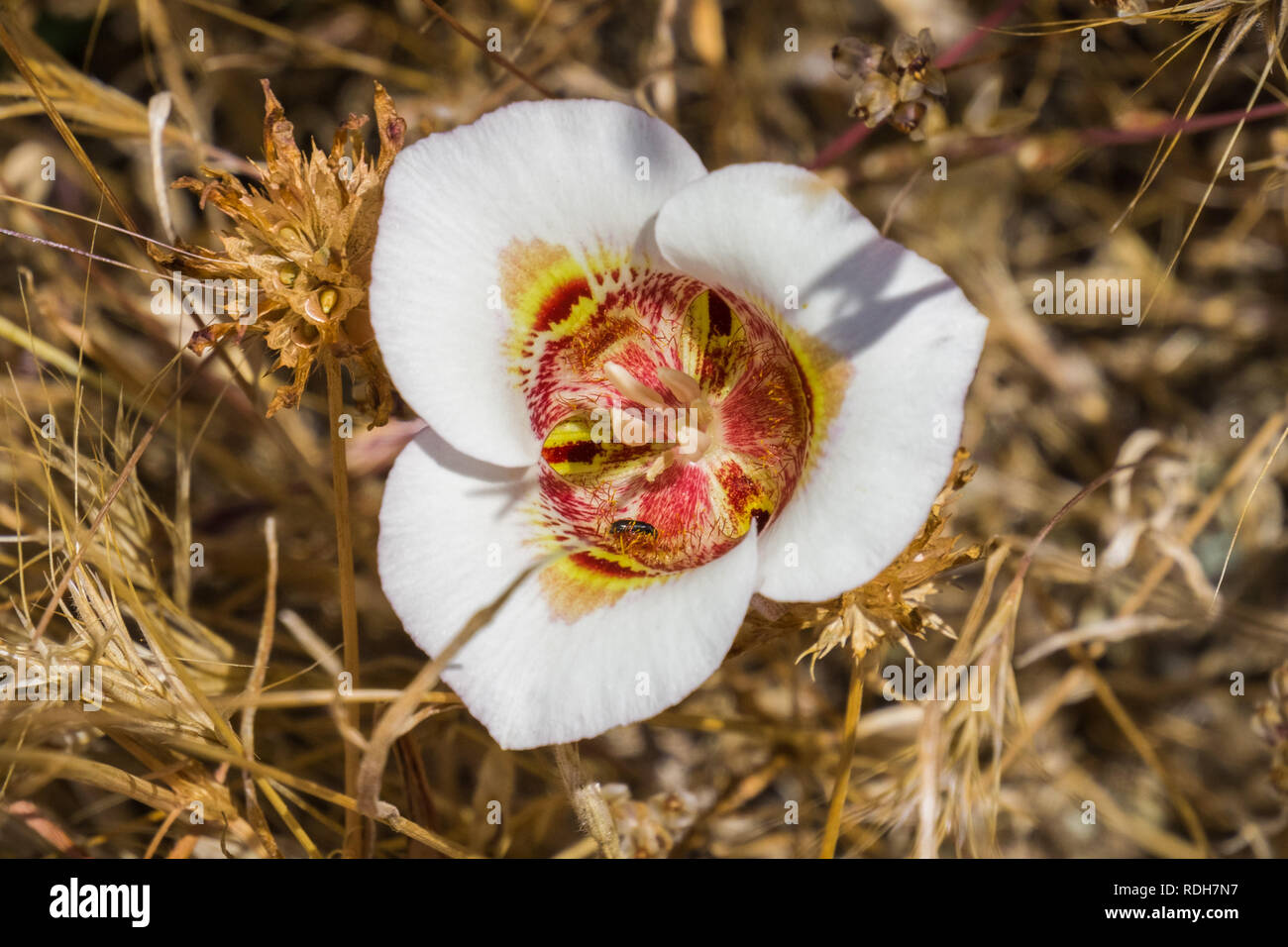 Leichtlin's Mariposa Lilly, view from above, California Stock Photo