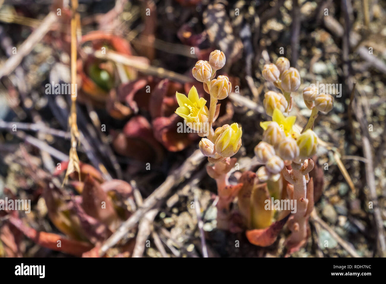 Abrams' dudleya (Dudleya abramsii) blooming in south San Francisco bay, California Stock Photo