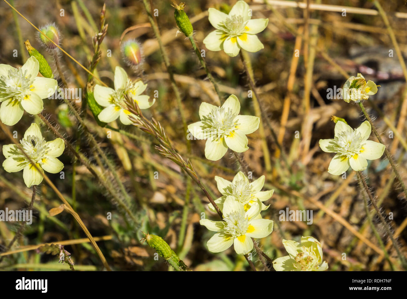 Cream Cups (Platystemon californicus) wildflowers, California Stock Photo