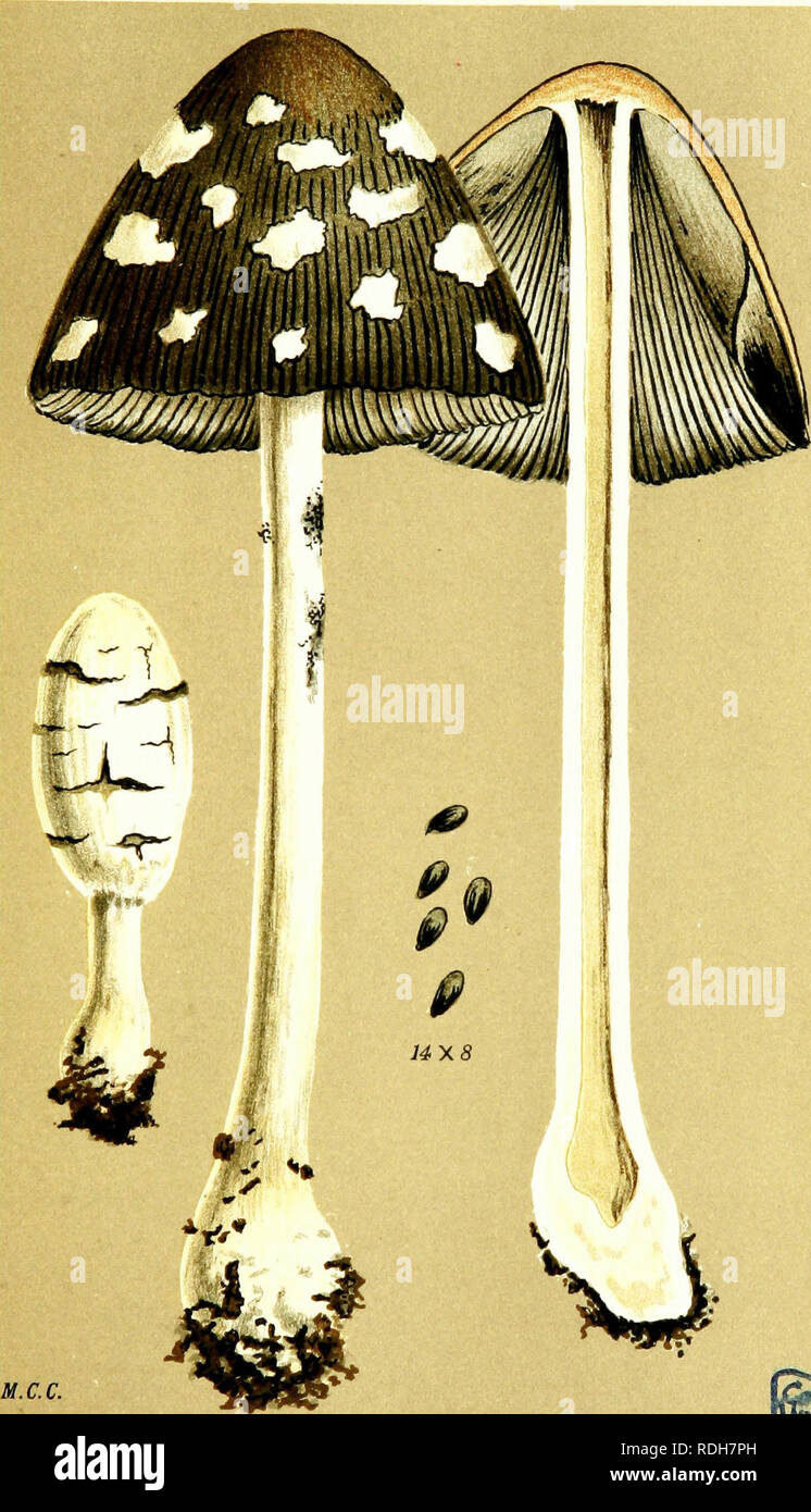 . Illustrations of British Fungi (Hymenomycetes) to serve as an atlas to the &quot;Handbook of British fungi&quot;. Fungi; Botany. PELLiCULOSI. Jo5-2. M.C.C. COPRINUS PICACEUS. Bulha/rd, on the ground in woods. Haywood Forest 1884.. Please note that these images are extracted from scanned page images that may have been digitally enhanced for readability - coloration and appearance of these illustrations may not perfectly resemble the original work.. Cooke, M. C. (Mordecai Cubitt), b. 1825; Cooke, M. C. (Mordecai Cubitt), b. 1825. Handbook of British fungi. London, Williams and Norgate Stock Photo