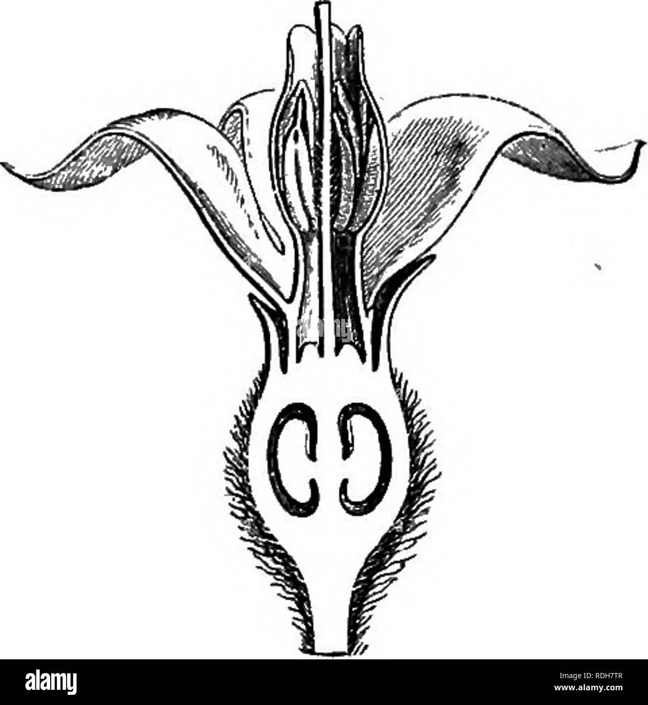. The natural history of plants. Botany. Fig. 260. Flower (J). Fig. 261. Long. sect, of flower. whilst in the true Ixoras this extremity is generally divided into two branches, ordinarily independent. The calycinal divisions are short or nil in Myonima which has two to four ovarian cells, the same number of stylary divisions and as many putamens in the drupe. These calycinal divisions most frequently fall early in Eutidea, whose style tapers towards the summit, but the albumen becomes ruminate. It IS equally so in certain species of Pavetta, from tropical eastern, continental and insular Afric Stock Photo