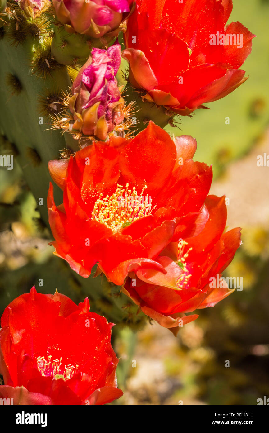 Prickly Pear (Opuntia fragilis) red cactus flowers, California Stock Photo